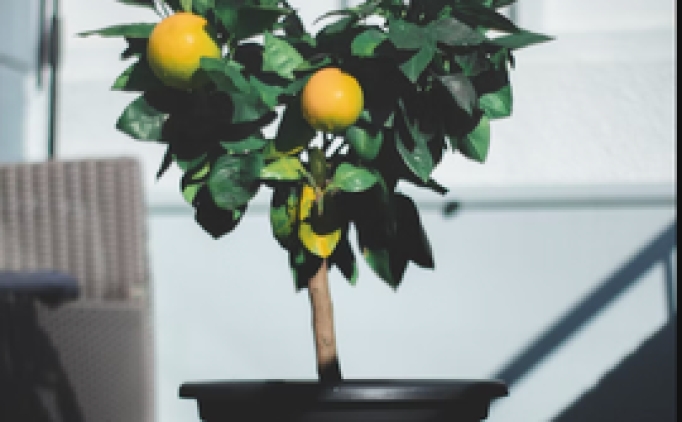 evde limon agaci nasil yetistirilir balkonda limon agaci yetistirme yontemleri fhqAV6e5