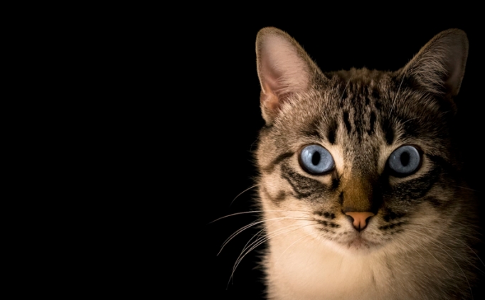 ruyada kedi gormek en anlama geliyor kedi ruya tabiri MvNaNChG